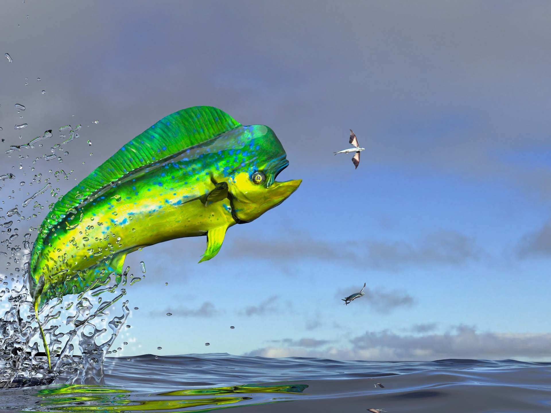 mahi-mahi jumping out of the water