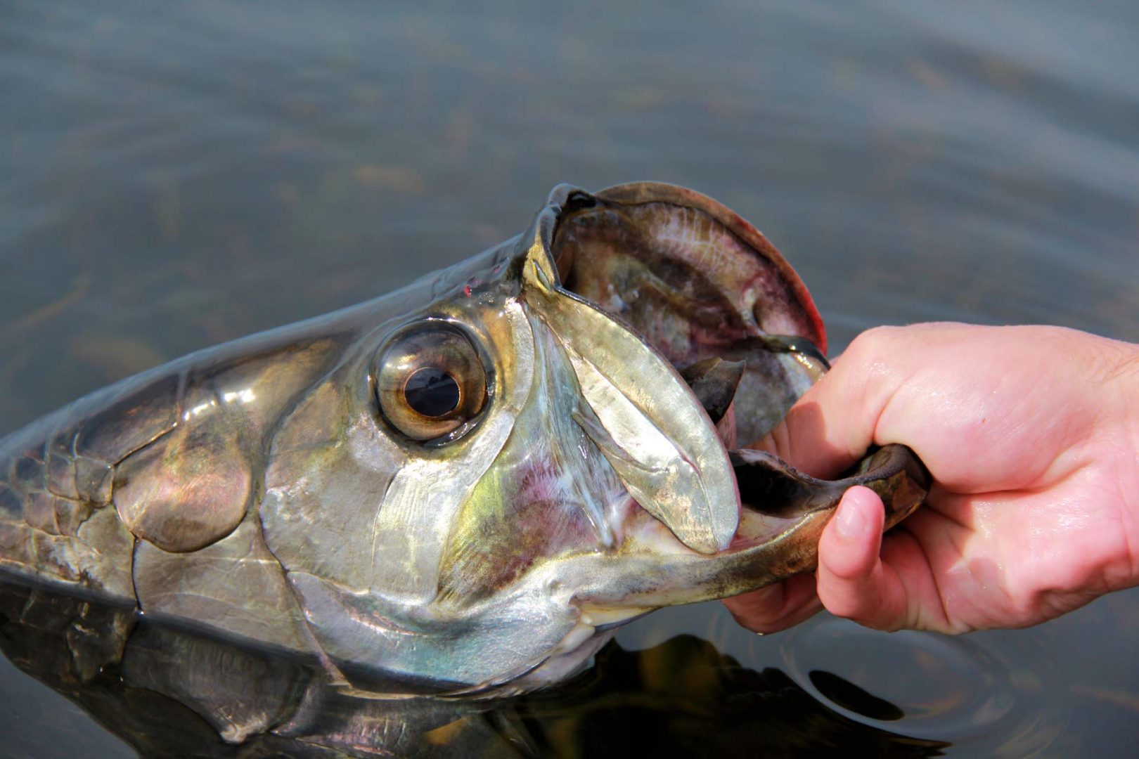 close up of tarpon being held by man's hand