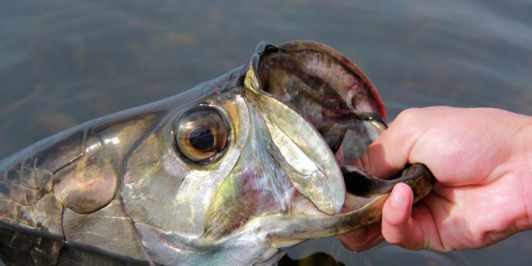 close up of tarpon being held by man's hand