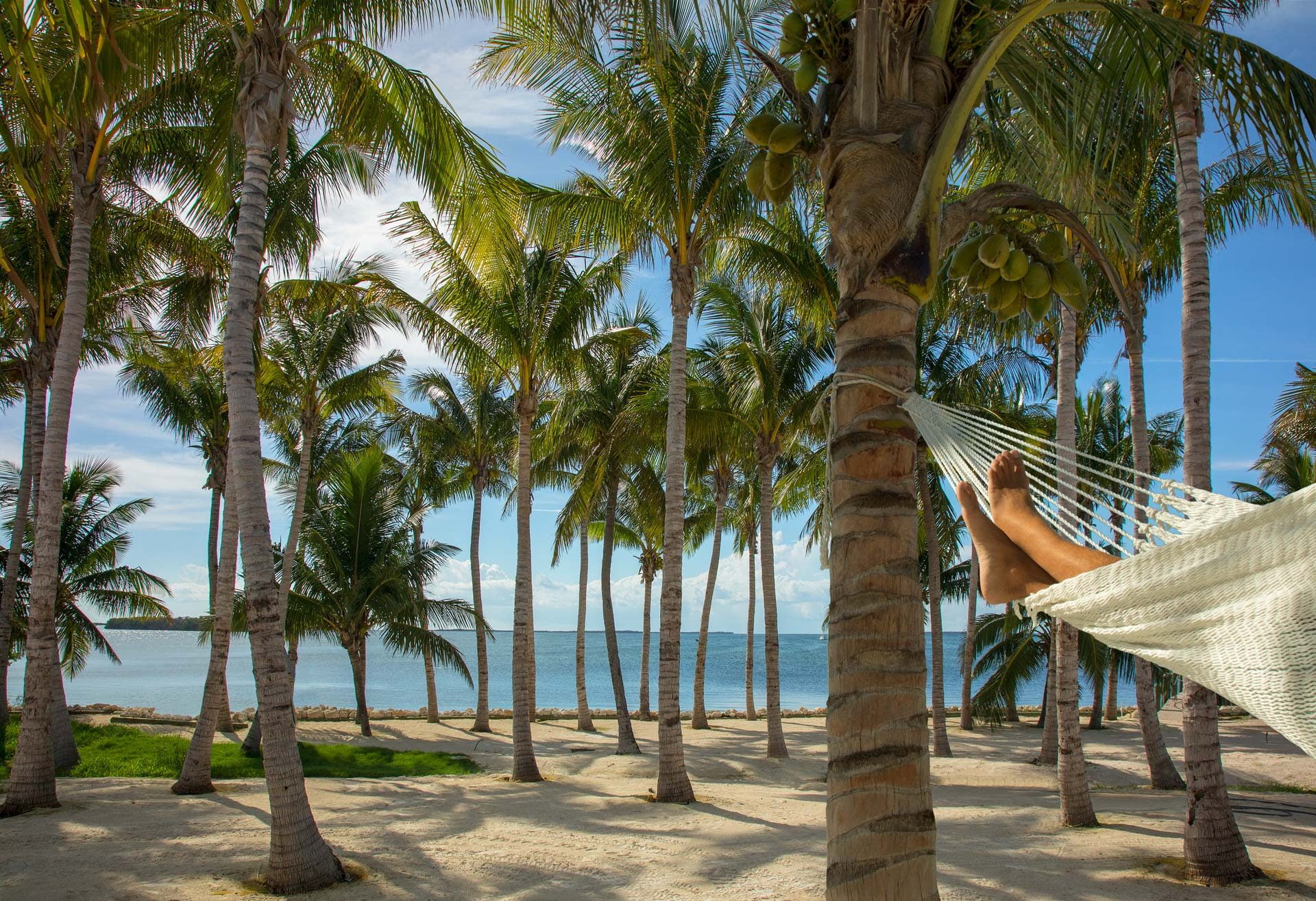 palm trees on a beach and some feet sticking out of a hammock