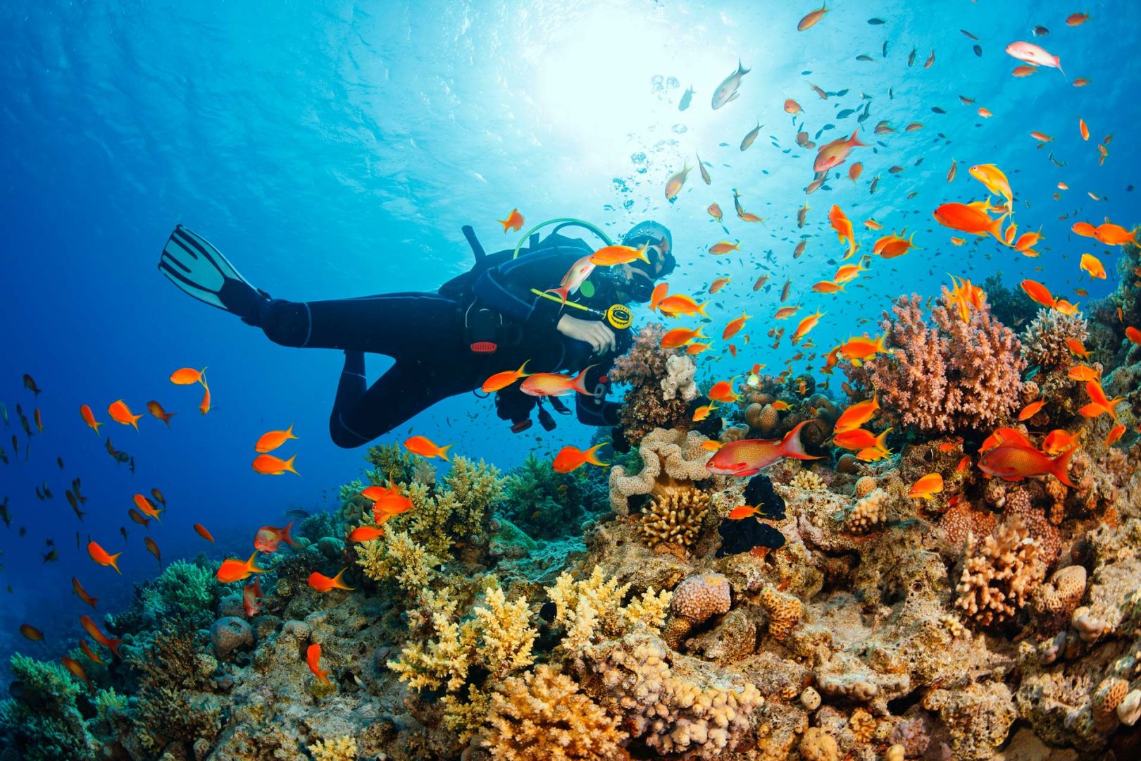 scuba diver under water by reef with colorful fish