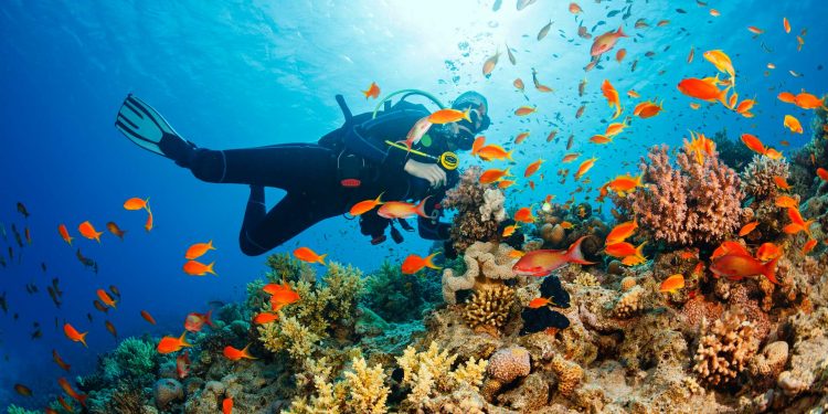 scuba diver under water by reef with colorful fish